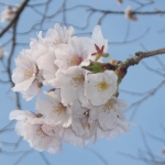 20230328桜　山口八幡社 (4).JPG